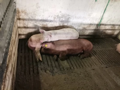 Svinje rokću do "ručka", a podnevnu dremku ne ometa ni lokalni melos