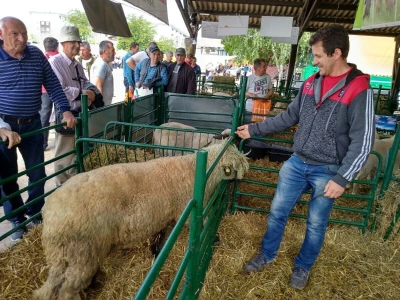Svrljiške pramenke