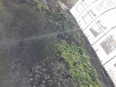 Tea Jurkin