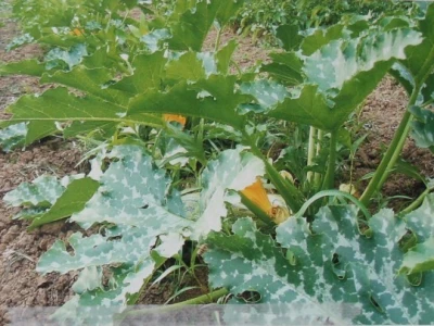 Terapijska zajednica Bihać