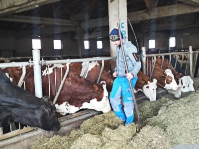 Tomislavgrad jedan od najvećih proizvođača kravljeg mlijeka u FBiH