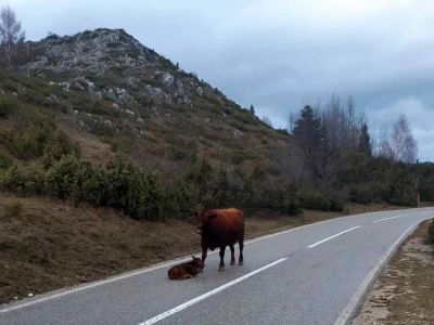 Tovne pasmine goveda
