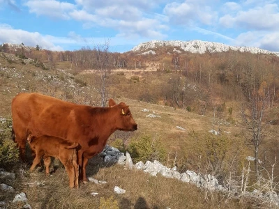 Tovne pasmine goveda