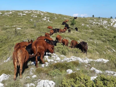 Tovne pasmine goveda