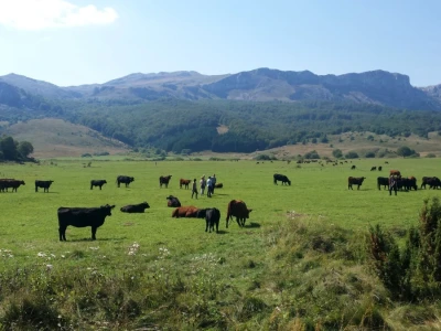 Tovne pasmine goveda