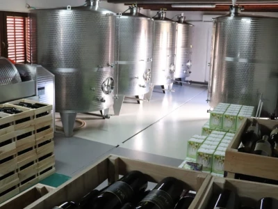 Tradicionalna rezidba vinograda na Sveti Trifun