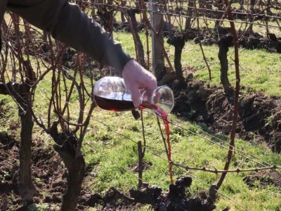 Tradicionalna rezidba vinograda na Sveti Trifun