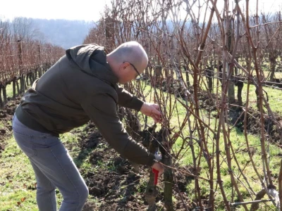 Tradicionalna rezidba vinograda na Sveti Trifun