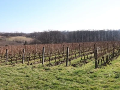 Tradicionalna rezidba vinograda na Sveti Trifun