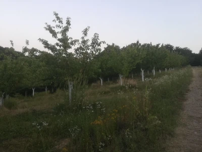 Trešnje