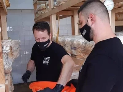 Trojac iz Tuzle pokrenuo proizvodnju gljive bukovače