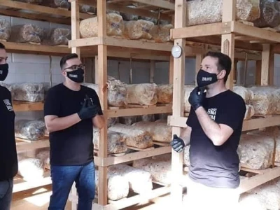 Trojac iz Tuzle pokrenuo proizvodnju gljive bukovače