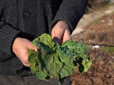U krajoliku Bogom danom za koze i raštiku svi jedu k'o u matere