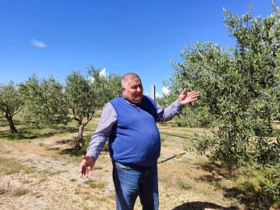 U LjUBUŠKOM NAJVEĆI MASLINIK NA BALKANU