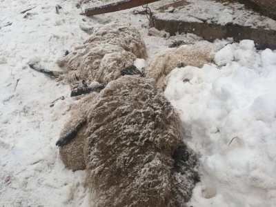 U rušenju štale uslijed obilnog snijega stradale ovce