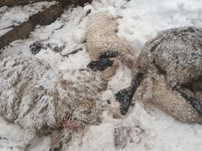 U rušenju štale uslijed obilnog snijega stradale ovce