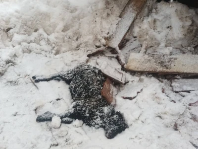 U rušenju štale uslijed obilnog snijega stradale ovce