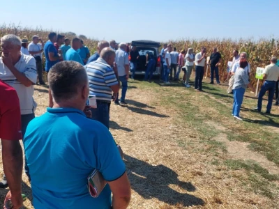 U Semberiji se očekuju dobri prinosi kukuruza i soje