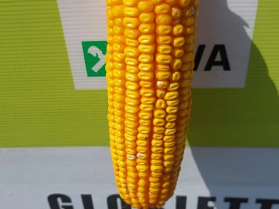 U Semberiji se očekuju dobri prinosi kukuruza i soje