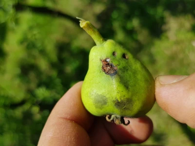 U toku je piljenje larvi druge generacije jabučnog smotavca