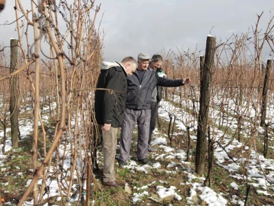 Vinograd