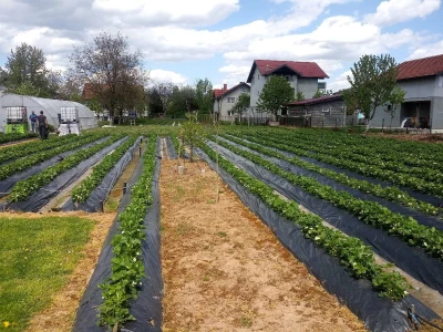 Ubacivanje bumbara kao rješenje za slabu oplodnju u plastenicima