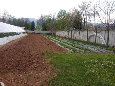Ubacivanje bumbara kao rješenje za slabu oplodnju u plastenicima