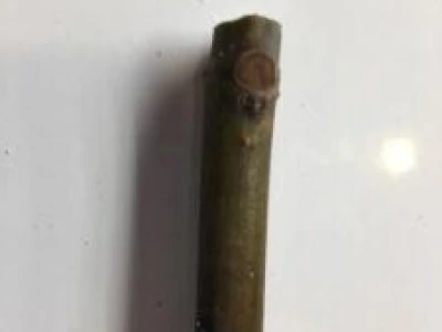 UKORIJENJIVANJE SMOKVE U VODI