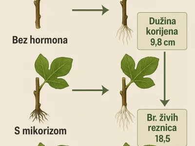 UKORIJENJIVANJE SMOKVE U VREĆICAMA