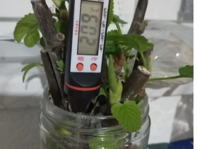 UKORIJENJIVANJE SMOKVE U VREĆICAMA