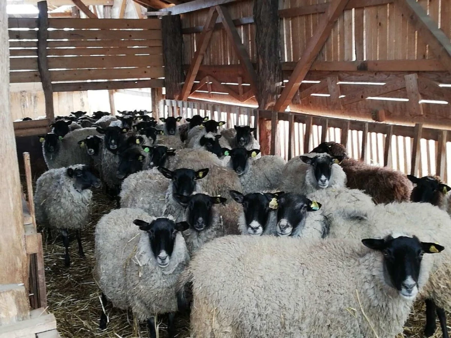 stado ovaca u &scaron;tali