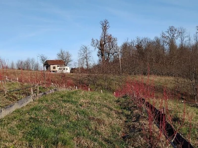 Uzgoj borovnica
