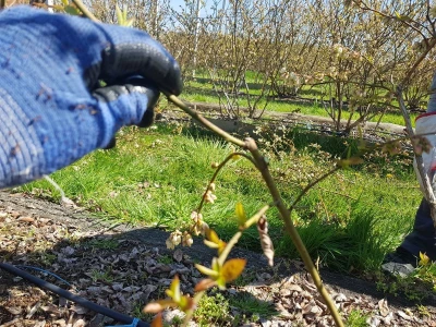 Uzgoj i rezidba borovnica