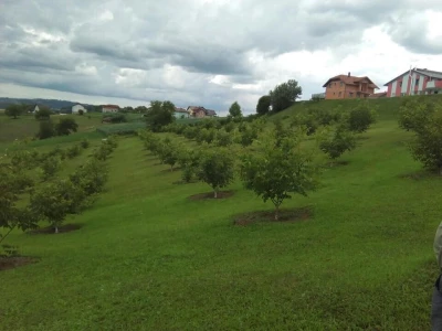 Uzgoj oraha