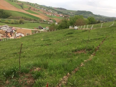 Uzgoj oraha