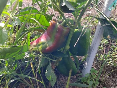 Uzgoj paprika