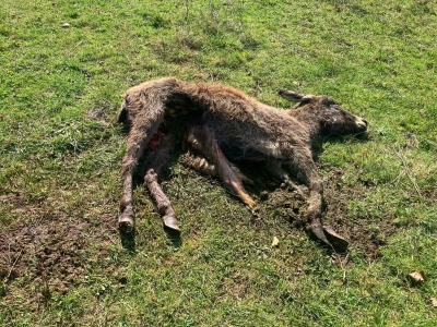 Uznemirujuće! Vukovi rastrgali šest magaraca