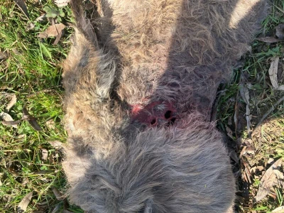 Uznemirujuće! Vukovi rastrgali šest magaraca