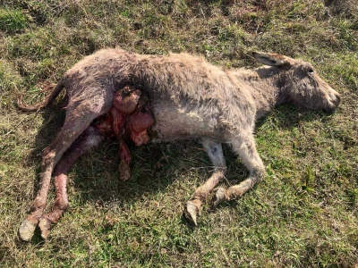 Uznemirujuće! Vukovi rastrgali šest magaraca