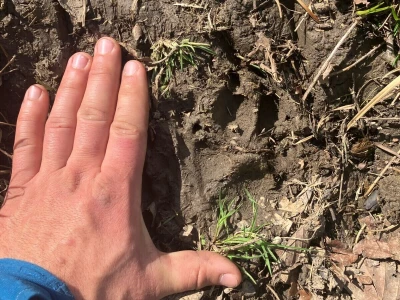 Uznemirujuće! Vukovi rastrgali šest magaraca