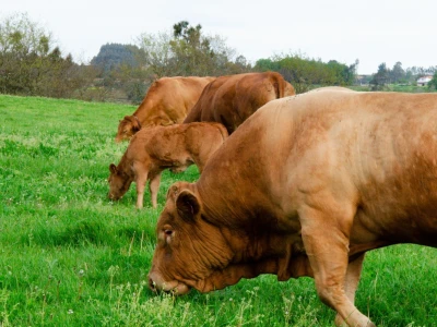 Vaca Gallega – Buey Gallego