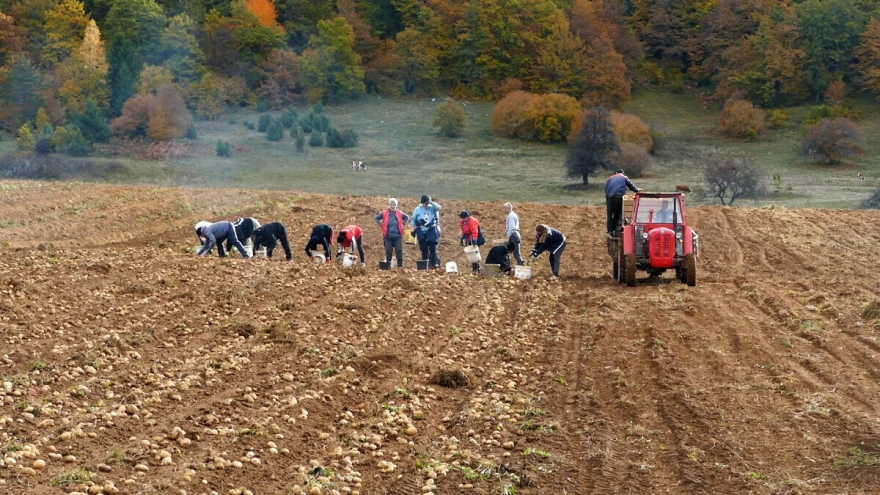 Vađenje krompira