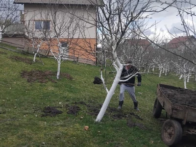 Vegetacija šljiva u petrovačkoj opštini
