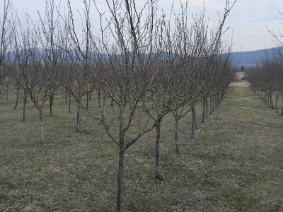 Vegetacija šljiva u petrovačkoj opštini