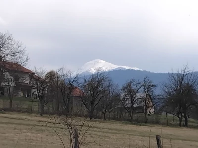Vegetacija šljiva u petrovačkoj opštini