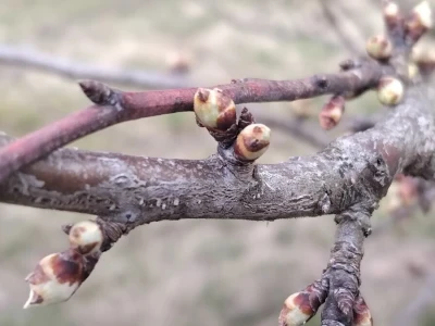 Vegetacija šljiva u petrovačkoj opštini