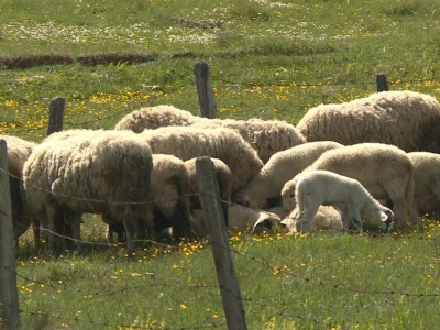 Veterinari ugroženi u doba pandemije?