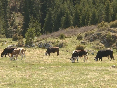 Veterinari ugroženi u doba pandemije?