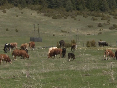 Veterinari ugroženi u doba pandemije?