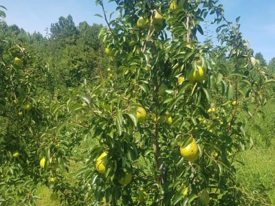 Viljamovka
